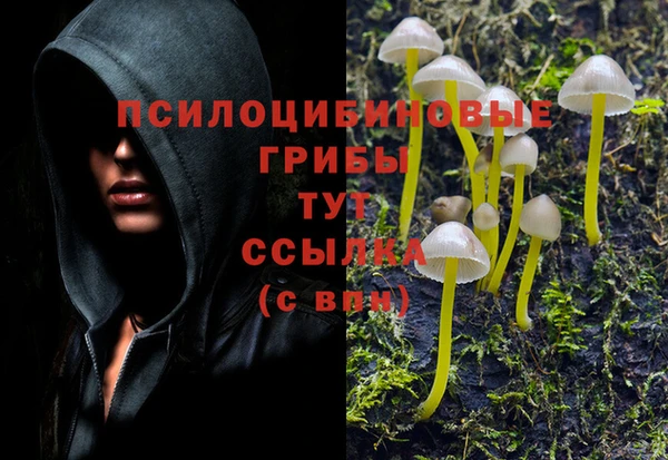 PSILOCYBIN Новокубанск