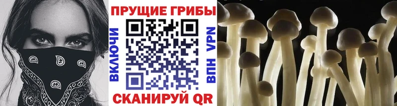 даркнет сайт  Светлогорск  Псилоцибиновые грибы MAGIC MUSHROOMS 